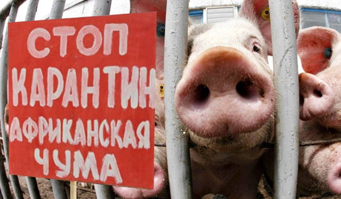 Памятка  населению по профилактике и недопущению  африканской чумы свиней (АЧС).